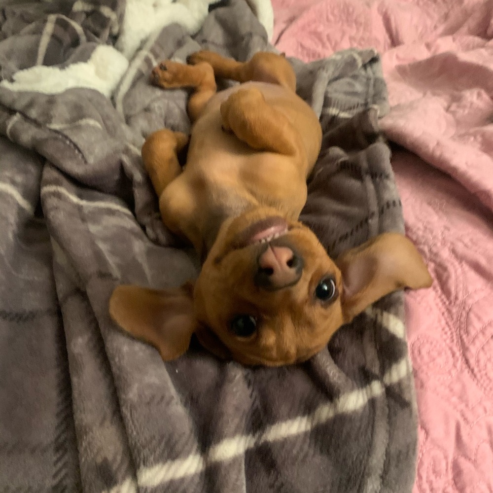 Meet your Posher, Athena